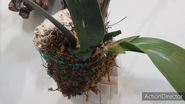 Псевдобульбы на Цветоносе?!Возможно ли?!?Psychopsis Mariposa? смотреть онлайн
