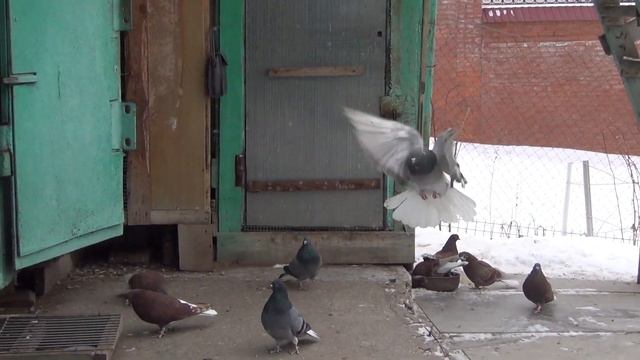 Белохвостые племенные голуби. смотреть онлайн