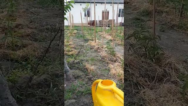 Мочевина для томатов. смотреть онлайн