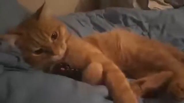 Кот не дает пульт.. смотреть онлайн