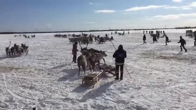 Якутский забег оленями вышел не по плану смотреть онлайн