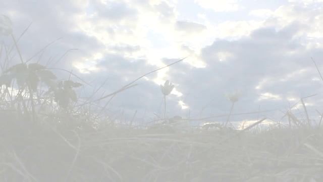 Печора. Природа / 17 мая, 2012 (на стихи Цветаевой) смотреть онлайн