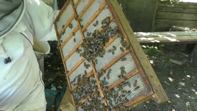 Как выводить пчелиных маток? Обзор клетки - изолятора для вывода маток. смотреть онлайн