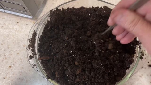 Термообработка грунта для рассады в микроволновке. смотреть онлайн