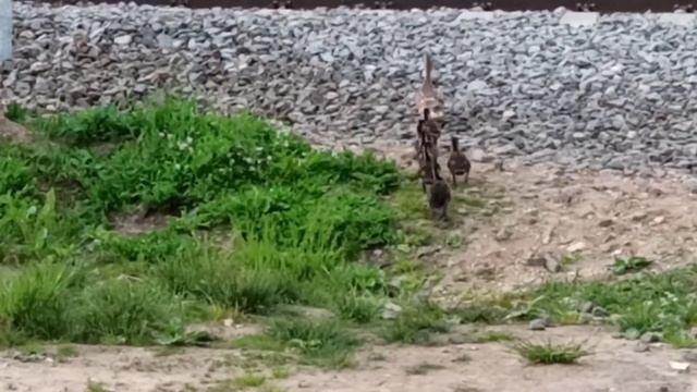 Утки в метро. Тополиный пух, жара, июль. смотреть онлайн