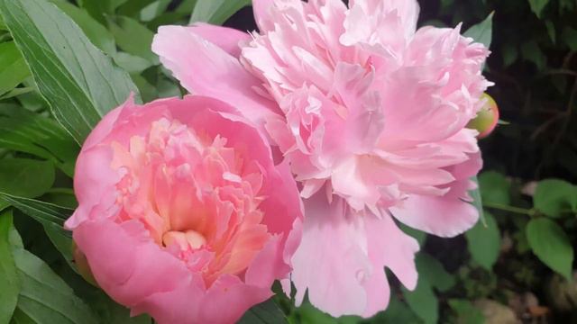 Pion /Peony Flowers смотреть онлайн