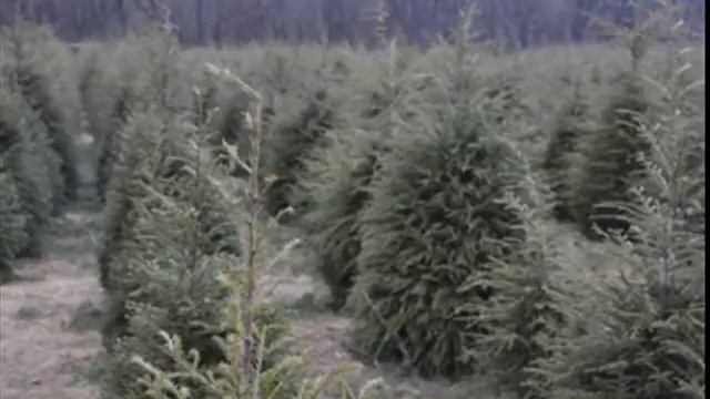 Hemlock Privacy Trees смотреть онлайн
