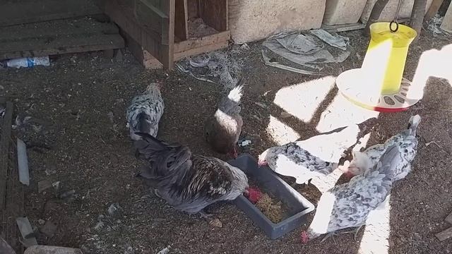 Несушки с голубым яйцом Silverudds blå смотреть онлайн