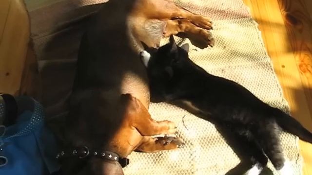 кошка сосет молоко у собаки! собака вырастила котенка!