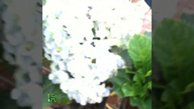 4 Uncommon variety of French Hydrangea plants with beautiful flowers. смотреть онлайн
