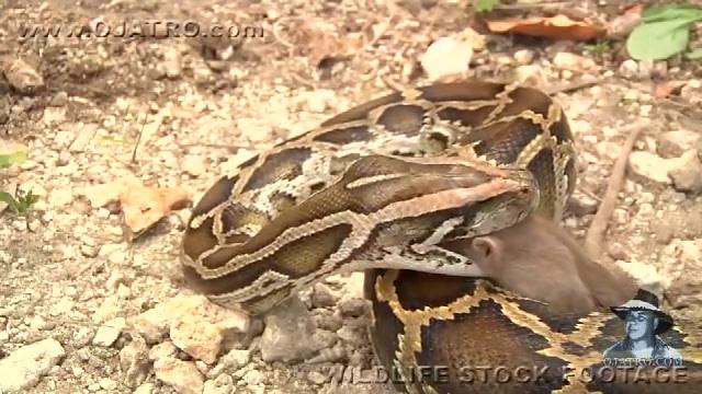 Python eats Rat 04, Time Lapse Speed x4 смотреть онлайн