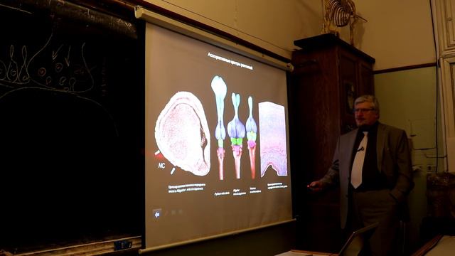 Лекция С.В. Савельева "Анатомия мозга" III смотреть онлайн