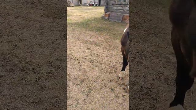 разные животные весело и красиво живут рядом Павловский Посад и его подсобное хозяйство смотреть онлайн