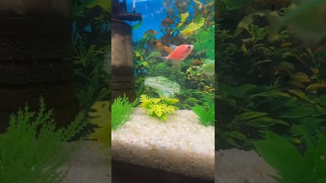 Рыбки Тернеция #аквариум смотреть онлайн