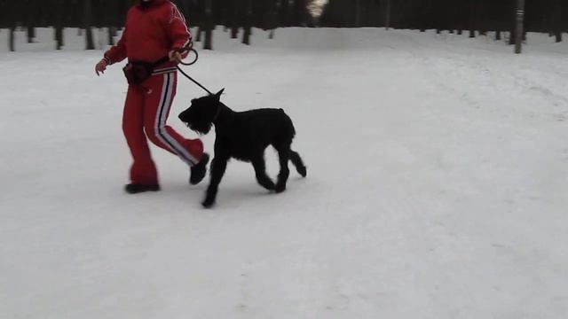 питомник  Роман-Кош.Роман-Кош Жермон Бронже. Винница. Стойка Зены
