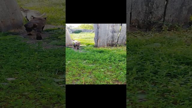 Деревенские коты