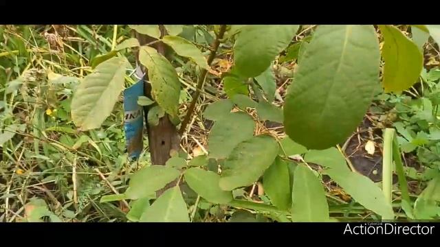 ГРЕЦКИЙ ОРЕХ ! СОБИРАЕМ, ЧИСТИМ ! УРОЖАЙ 2021 ГОДА ! WALNUTS! COLLECT , CLEAN! THE HARVEST OF 2021! смотреть онлайн