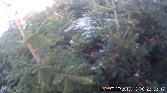 STIHL FS 490 C Cutting Christmas Trees смотреть онлайн