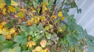 Ежемалина Осенняя обрезка уход