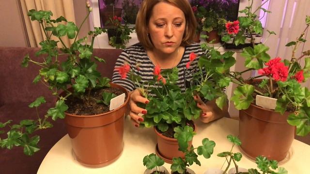 Как сохранить пеларгонию зимой смотреть онлайн
