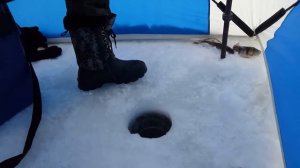 Ловим окуня в конце февраля. Жор окуня в феврале