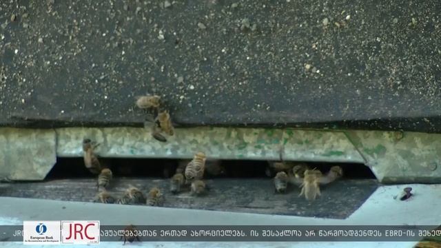 Меры предосторжности - как защитить пчёл во время опрыскивания препаратом против мраморного клопа смотреть онлайн