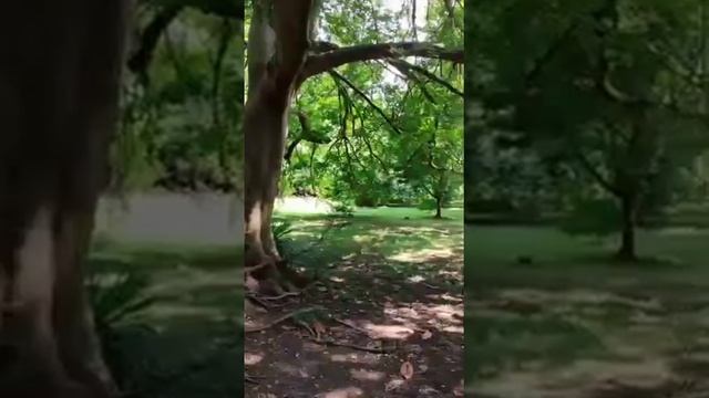 Дендропарк "Южных культур", Адлер смотреть онлайн