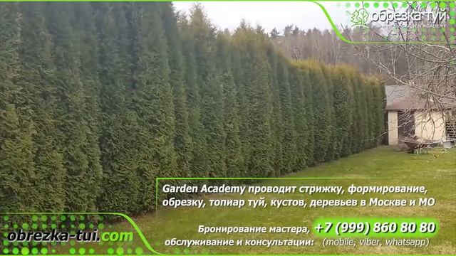 Стрижка туй До и После +79990008108 смотреть онлайн