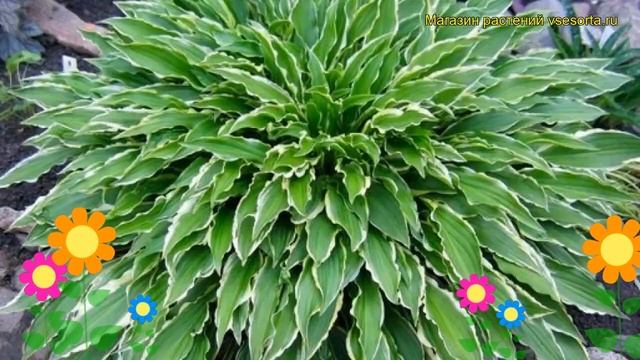 Хоста гибридная Стилетто. Краткий обзор, описание характеристик Hosta Hybrida Stiletto