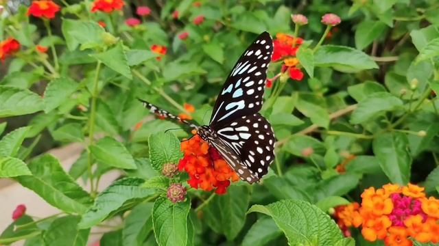 Звуки природы, пение птиц, 30 секунд релаксации.. #природа #пениептиц #релакс #медитации смотреть онлайн