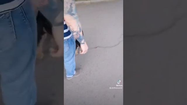Наш щенок любит играть с палочкой смотреть онлайн