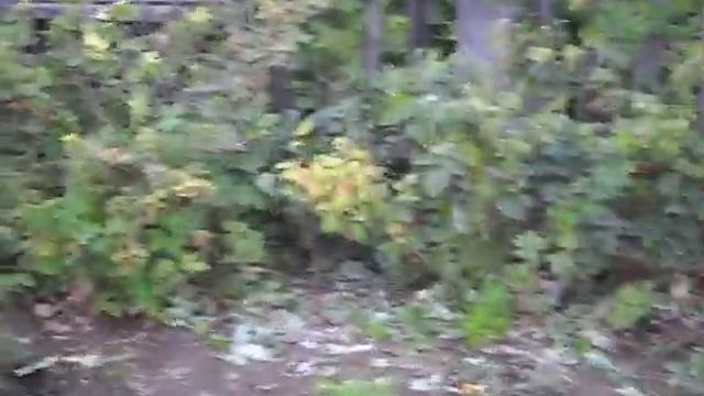 дачный вопрос? смотреть онлайн