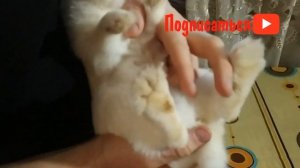 Как определить пол кролика?