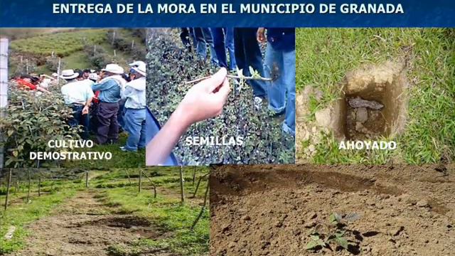 SIEMBRA LA MORA FELIPE смотреть онлайн