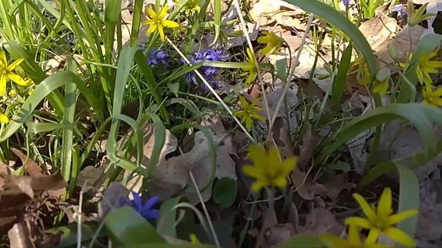 Прогулка в парке "Александрия" (06.04.2019) Ранние пчелы на ранних лесных цветах смотреть онлайн