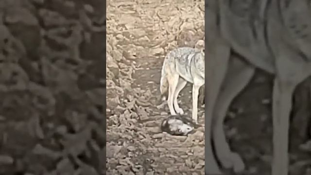 Coyote Peeing On A Opossum смотреть онлайн