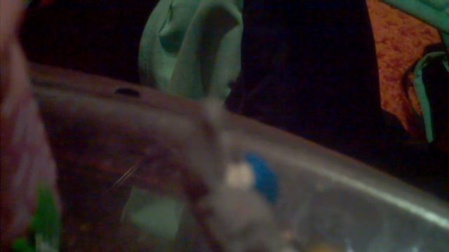 Прочти Описание Мои петы из плластелина смотреть онлайн