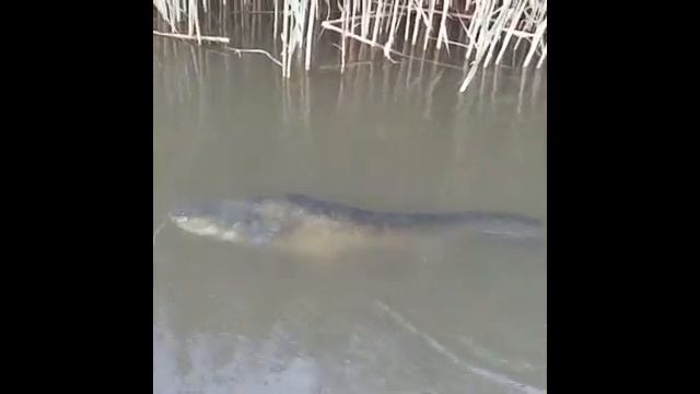 Рыбалка в Астрахани.с.Житное Сом на джиг. 21 июня 2020 г смотреть онлайн