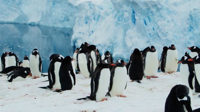 Penguin, Gentoo, смотреть онлайн