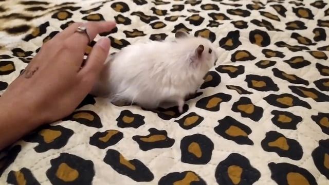 КУСАЮТСЯ ЛИ ХОМЯКИ смотреть онлайн