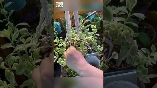 Plant Vlog 012 || BABY SUN ROSE PROPAGATION || Aptenia Cordifolia || Succulent Tips & Care смотреть онлайн