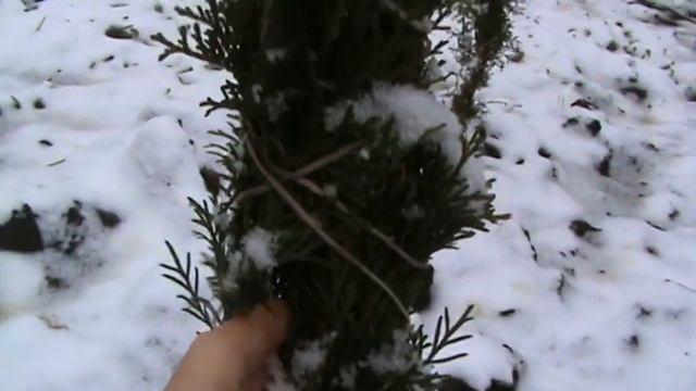 ПОДГОТОВКА ТУИ К ЗИМЕ смотреть онлайн