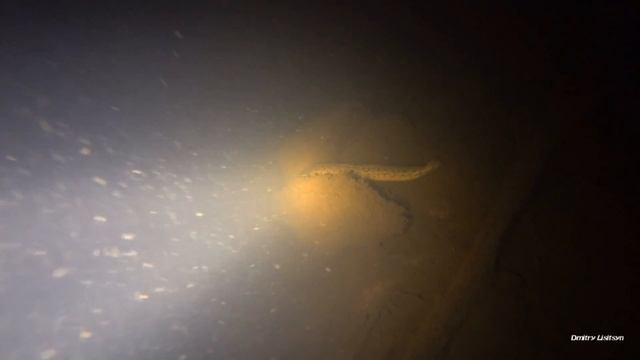 Ловлю налима руками на реке. смотреть онлайн