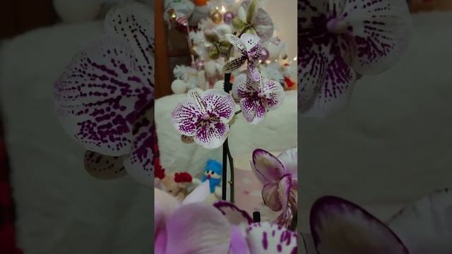 Очаровательные сорта орхидей 😍 смотреть онлайн