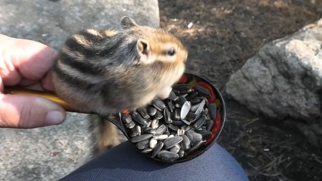 БУРУНДУК УПЛЕТАЕТ ИЗ ДЕРЕВЯННОЙ ЛОЖКИ смотреть онлайн