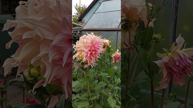 🌺 Dahlie Penhill Watermelon .  Крупноцветковый георгин  Penhill Watermelon  2022 🌺