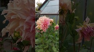 🌺 Dahlie Penhill Watermelon .  Крупноцветковый георгин  Penhill Watermelon  2022 🌺