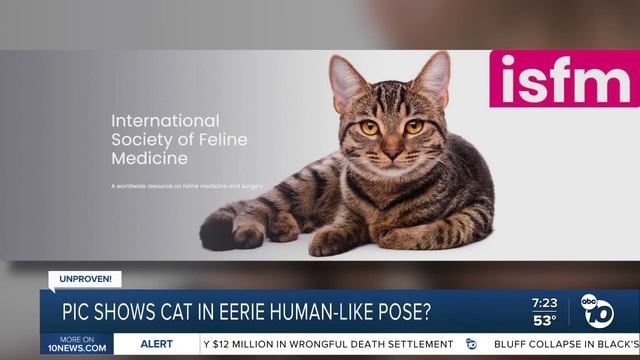 Fact or Fiction: Picture shows cat sitting on dresser in human-like posture? смотреть онлайн