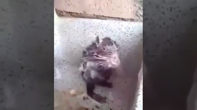 Крыса моется в душе как человек. смотреть онлайн