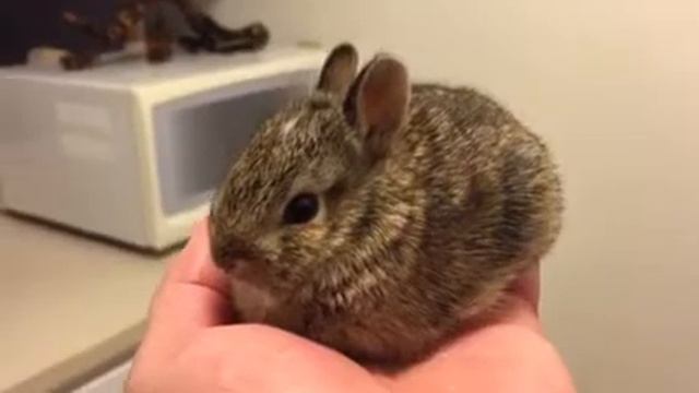 Дикий кролик 🐰 красавчик смотреть онлайн
